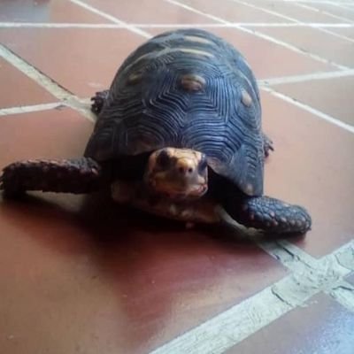 Morrocoy_95145's profile picture. Just a Tortoise...