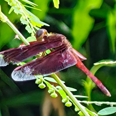 imstraightasfak's profile picture. 