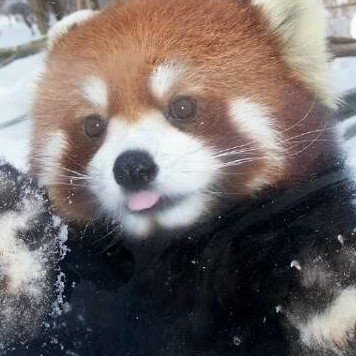 selfkatalyst's profile picture. ⠀ ⠀火の魂 ✦ 𝐵𝑜𝑟𝑛 𝑡𝑜 𝑑𝑖𝑒.
𝙴𝚗𝚐𝚎𝚗𝚑𝚊𝚛𝚒𝚊 𝚀𝚞𝚒𝚖𝚒𝚌𝚊 - 𝙿𝚄𝙲
─⋆⋅ 𝖠𝗋𝗍𝗂𝗌𝗍𝖺 𝗇𝖺𝗌 𝗁𝗈𝗋𝖺𝗌 𝗏𝖺𝗀𝖺𝗌 ⋅⋆─
     ⛥ @kernelpanicsh ⛥