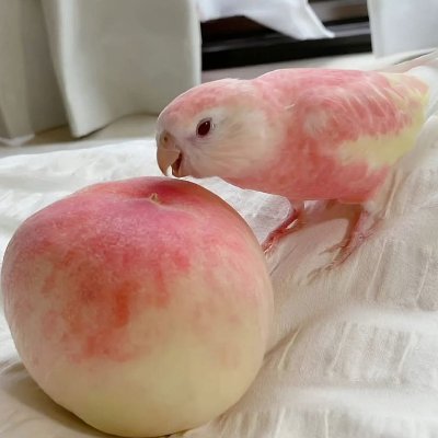 macarondasilva's profile picture. 