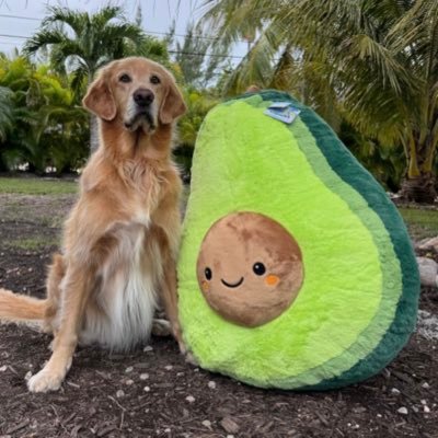 GRAvocad's profile picture. Ride or Die with my main man Guac from @TheGoldenRatio4 | Emotional support avocad for Guacoman | Fan Account