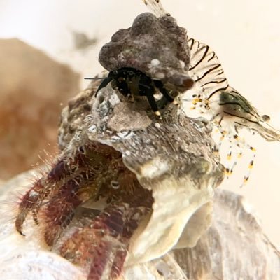 7hf39LlLLN77320's profile picture. カニ好きです。