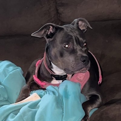 williamearljane's profile picture. 