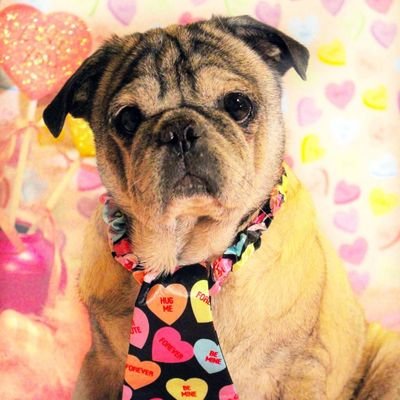 PugHollow's profile picture. 501 (c)(3) sanctuary located in Oklahoma. We take in elderly, terminally ill and unadoptable small dogs.  We provide end of life care, and do not adopt out.