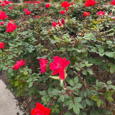 Uma2072750's profile picture. I am happy to have jobs, so I can survive 😊. And I'm still looking. no DM please!