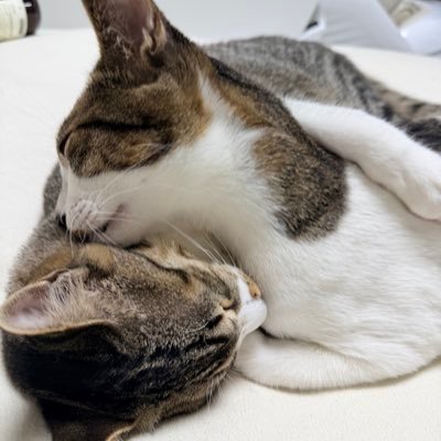 ilikesan's profile picture. 고양이랑 함께살아요.