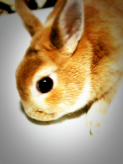 arrowheads_yuki's profile picture. 