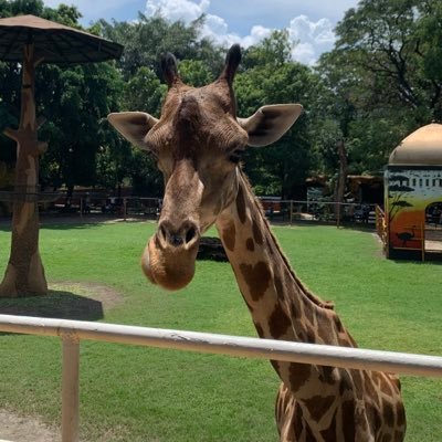 mauapa2026's profile picture. Memecoin2026