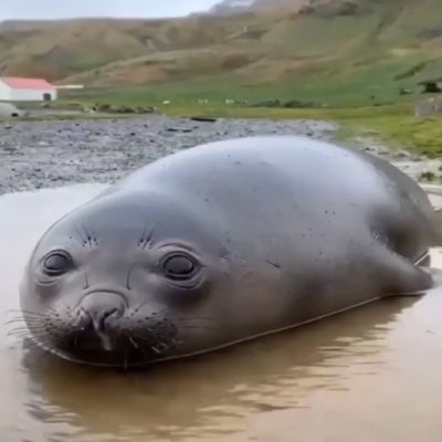 Loltank53 (16-18+)🦦🇸🇨