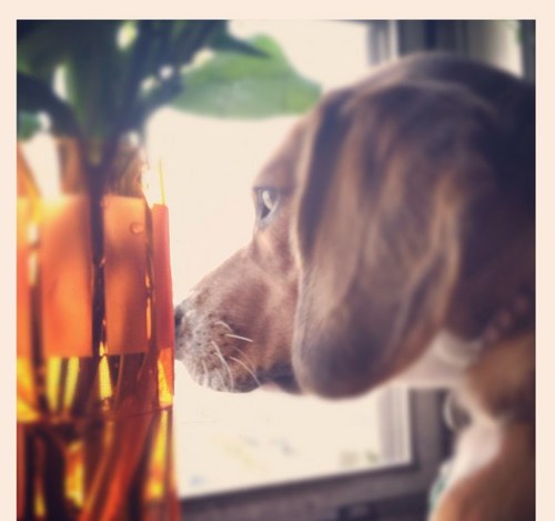 KonaPuppy90510's profile picture. Hiya! I'm Kona, im a beagle. I like to drive my momma nuts but im super sweet & cuddly :)