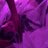 Puppyyaobaby's profile image