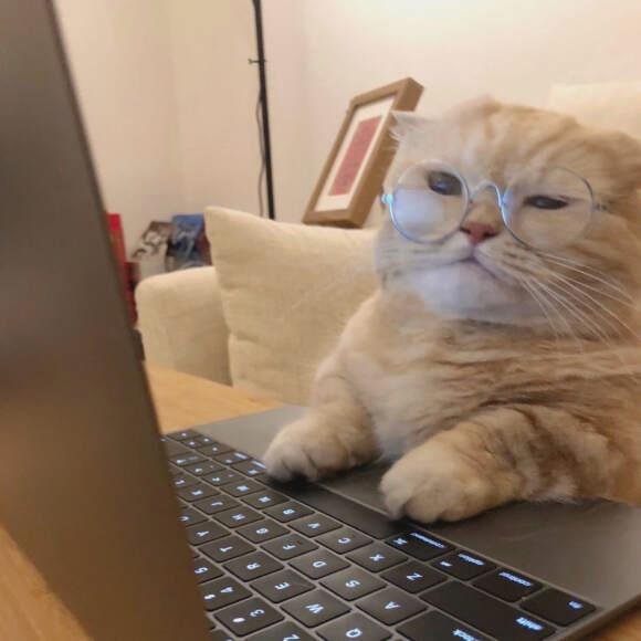 SOMNATH86702851's profile picture. The twirl of flamenco skirts in patios, heels hammering passion's pulse.