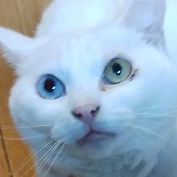 chan_kero's profile picture. 176cm74kg18%