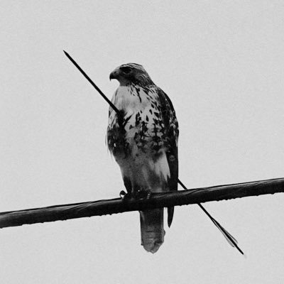 kheandra's profile picture. fluent in silent