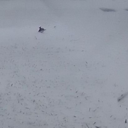 HarveyDanPl's profile picture. 