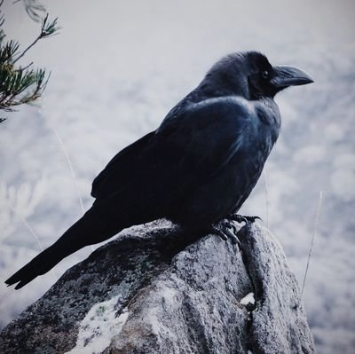 merusinn's profile picture. 通りすがりのカラス