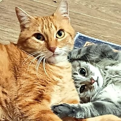 Nougatator's profile picture. Nounou (ministre de la bagarre pour l'éternité) Pompon ( il est juste roux), et potite Willow