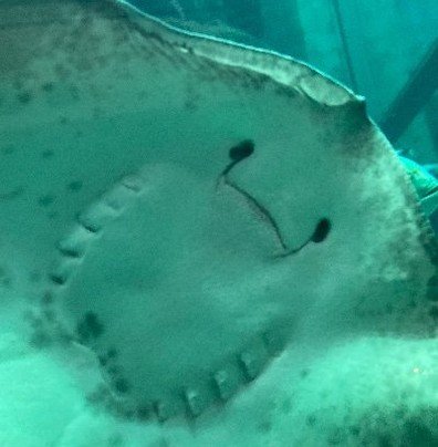 abhinav44859470's profile picture. 