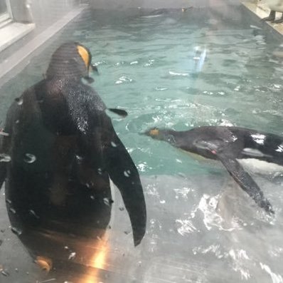 AkibMahmood2's profile picture. 