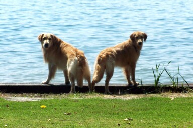 avid sailboat racer who loves my golden retrievers. Born Tar Heel fan, Kentucky Wildcat fan by marriage