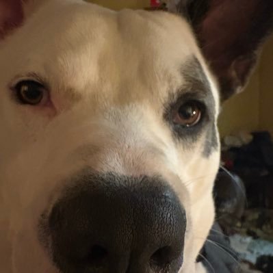 krikbride's profile picture. I'm from Norther California and I'm a Republican, Navy CPO retired, and I love my Dogo Argentino and my 44/40… Gaven Newsom is pathetic