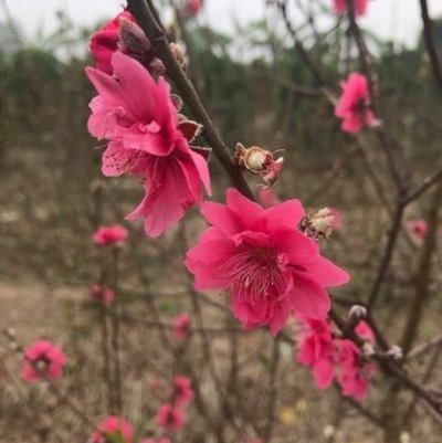 ManjunathPujer5's profile picture. 