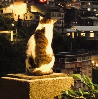 MDANWAR49411593's profile picture. 