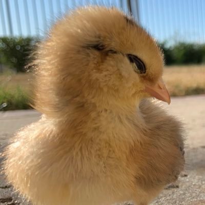 feen4geen's profile picture. ⋆⭒˚.⋆ ⊹₊⋆ ⋆⭒˚｡⋆