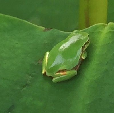 MRipening's profile picture. 