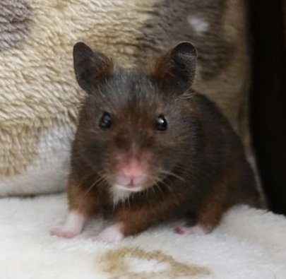 nandkishor4083's profile picture. 