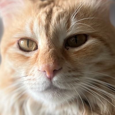 csanayac's profile picture. twenny fai. shitposting as usual. opinionated media kid 🏳️‍🌈🇮🇳🇸🇬