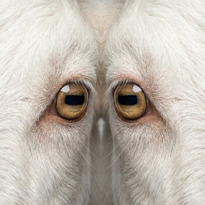 alberrrt2k's profile picture. icarus renascitur