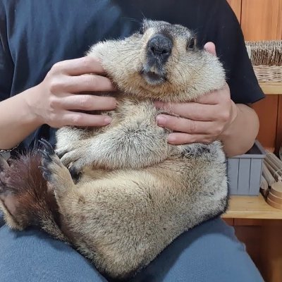 marmotallah16's profile picture. 