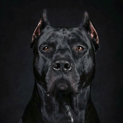 FatdadDirk's profile picture. GME-elitist. I drink beer, shitpost and I am angry as fuck. Craftbeer connoisseur and homebrewer. I love animals. Foodporn.
