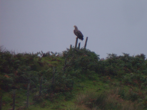 lochfrisa's profile picture. 