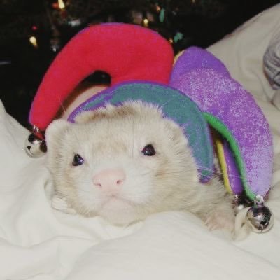 harleyquinzmc's profile picture. 1/3/26 i love my girlfriend — #ECHOSMP’s favorite chungie