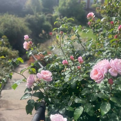 Gingercat62's profile picture. 🏴󠁧󠁢󠁳󠁣󠁴󠁿😻🌻