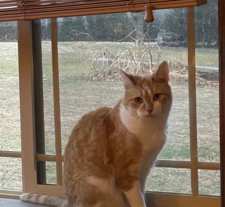 Raybluecat's profile picture. fuck MAGA, Trump, ICE, Elon and everyone who voted for this shit show