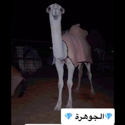 Xa1_11's profile picture. 