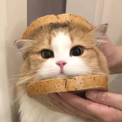 _battypatty_'s profile picture. mdni ~ valorant streamer ~ unc (25) ~ just a cat ~ dm fee $memes ~ should be in a mental facility