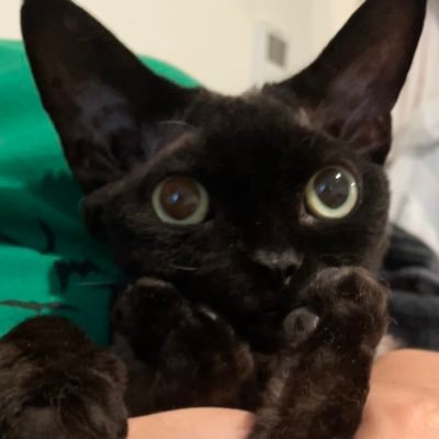 Edonob3's profile picture. Investing US stocks, Crypto, movies. MSc in Blockchain Tech. Sharing life🇭🇰🇺🇸. Playing Pokémon GO and Brawl Stars. Petting 1 Devon Rex and 3 Abyssinians.