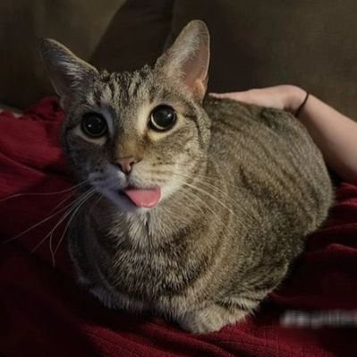 S1r_Manilla's profile picture. .