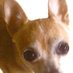 Lolita Burrito (@lolishotsauce) Twitter profile photo Lolita Burrito (@lolishotsauce) Twitter profile photo