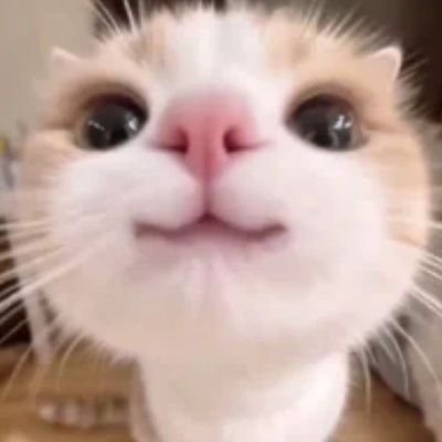 evauroraa's profile picture. Fan account |