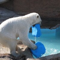 dosanko bear (@dosanko_bear) 's Twitter Profile