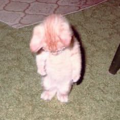 istnblghl's profile picture. sevimsiz.   ⭐️