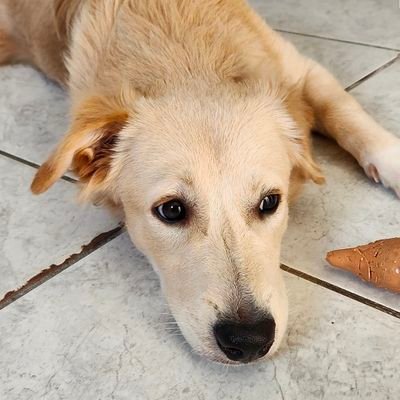 huskygritando's profile picture. demorar é diferente de se perder. 𖤓