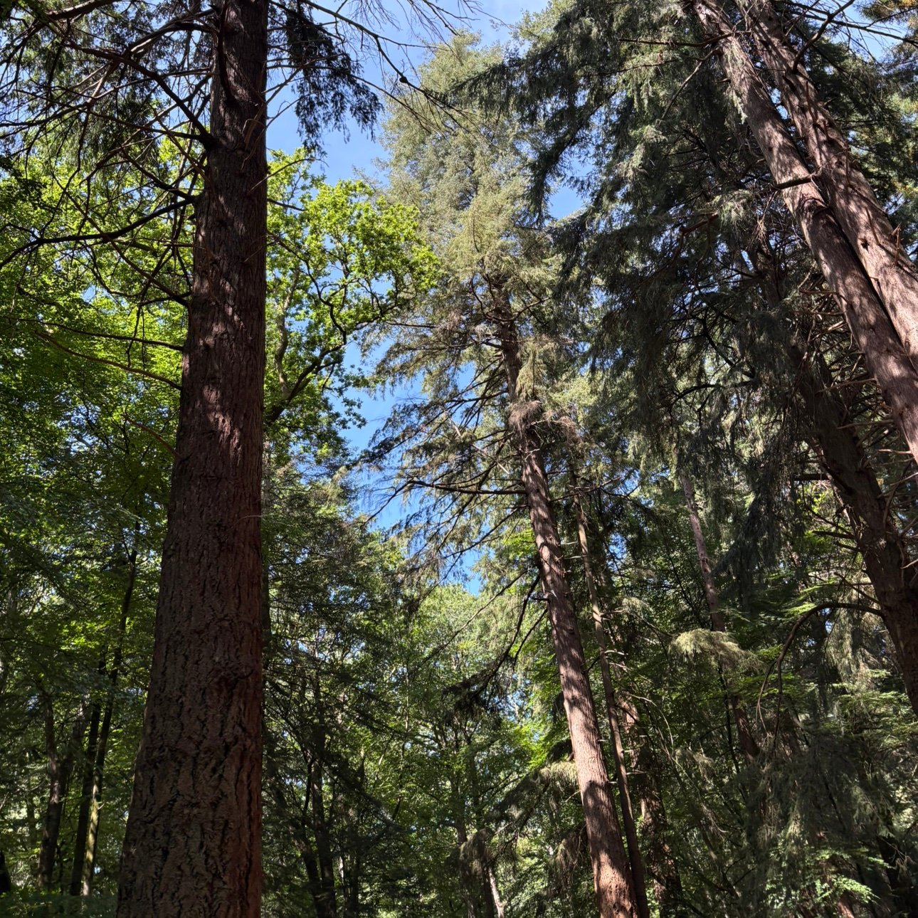 Sarahloupev's profile picture. 