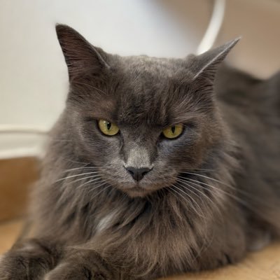 mestiza97's profile picture. ♓︎