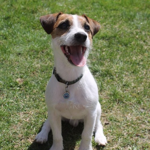 My name's Camo and I'm a Jack Russel! I love going on fun trips with my family. Read about my adventures here! Woof!